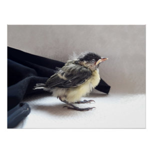 Tidi my Bird the Parus Poster majeur