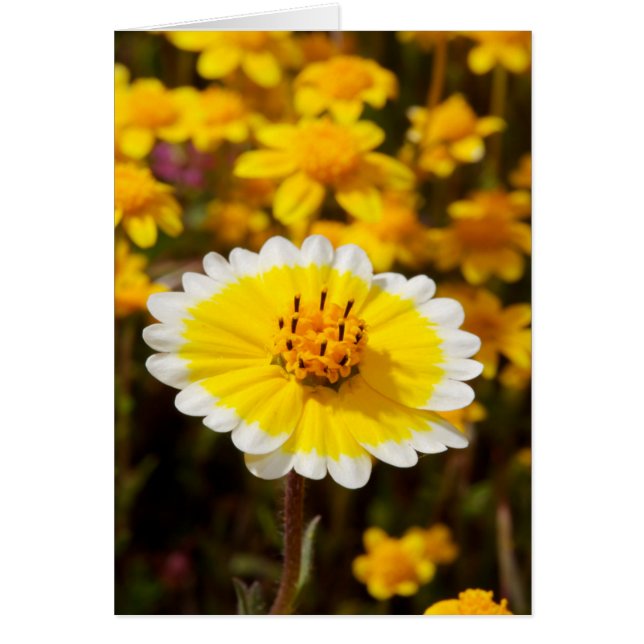 Tidy Tip Fleurs sauvages (Devant)