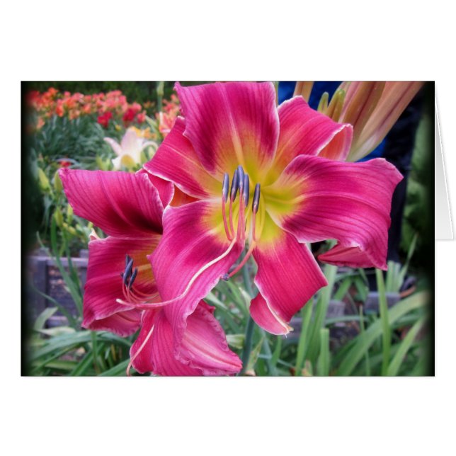Tie Dye Twister - Daylily (Voorkant Horizontaal)
