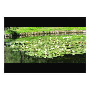 Tiergarten Water Lillies Foto Afdruk