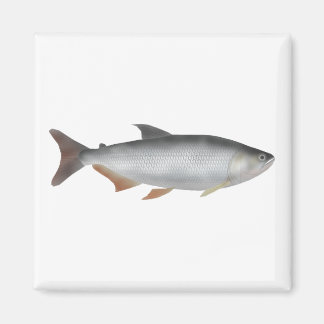 Tiete tetra magneet