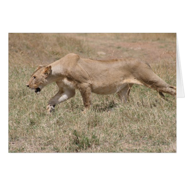 tige de lion (Devant horizontal)