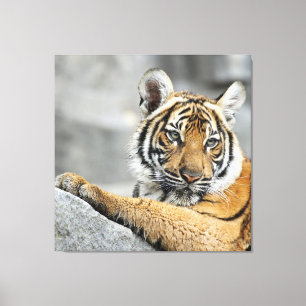 Tiger016 Canvas Afdruk