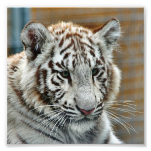 Tiger20151001 Foto Afdruk