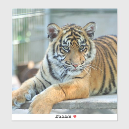 Tiger 034 sticker (Vel)