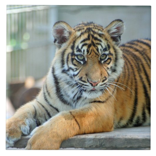 Tiger 034 tegeltje (Voorkant)