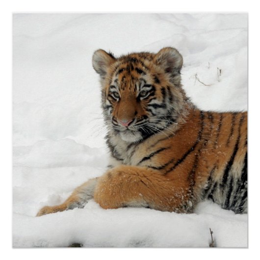 Tiger_2015_0101 Perfect Poster (Voorkant)