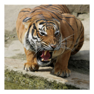 Tiger_2015_0156 Perfect Poster