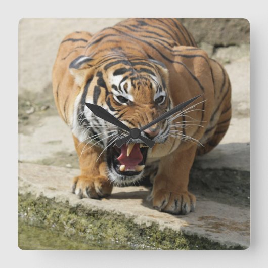 Tiger_2015_0156 Vierkante Klok (Voorkant)