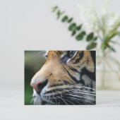 Tiger Afbeelding Briefkaart (Staand voorkant)