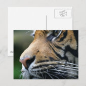Tiger Afbeelding Briefkaart (Voorkant / Achterkant)