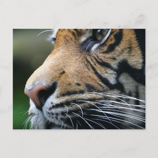 Tiger Afbeelding Briefkaart (Voorkant)