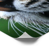 Tiger Afbeelding Poster (Hoek)