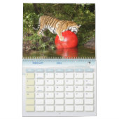 Tiger_Aroara012, Tiger Auroara Kalender (Feb 2026)