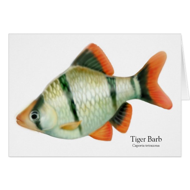 Tiger Barb Tropical Fish Card (Voorkant Horizontaal)