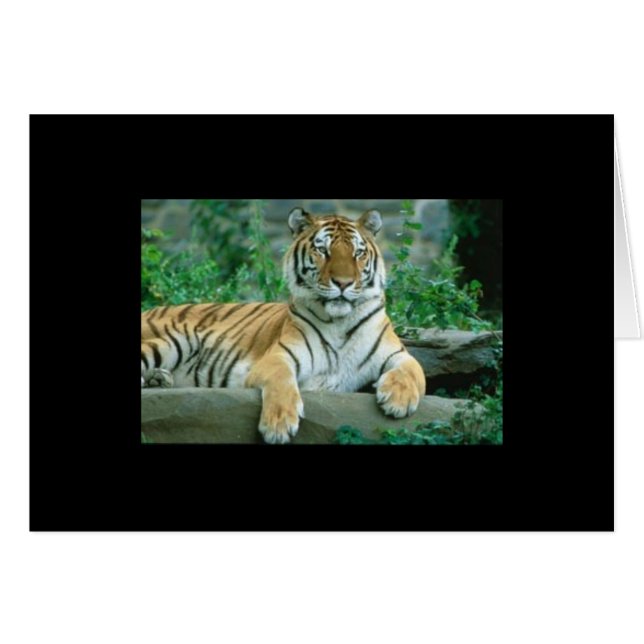 Tiger Beauty (Voorkant Horizontaal)