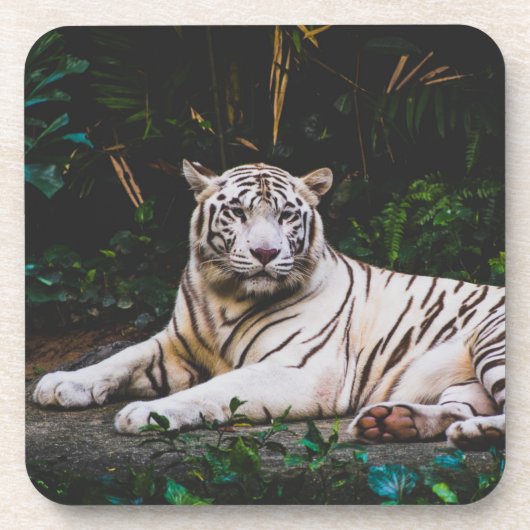 Tiger Beverage Coaster Bier Onderzetter (Voorkant)