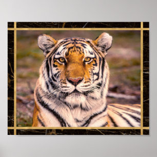 Tiger Big Cat Closeup Photo Imprimer Poster