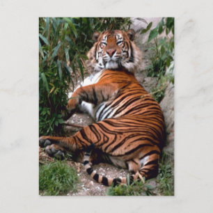 Tiger Big Cat prints Briefkaart