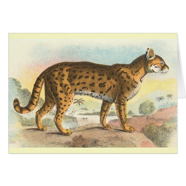 Tiger-Cat (Voorkant Horizontaal)