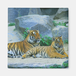 Tiger Cat Animal Stripes Patroon Destiny's Destiny Magneet