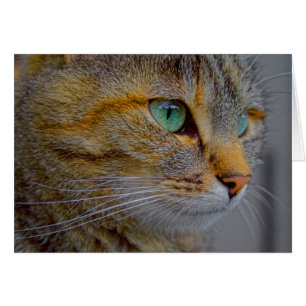 Tiger Cat Portrait