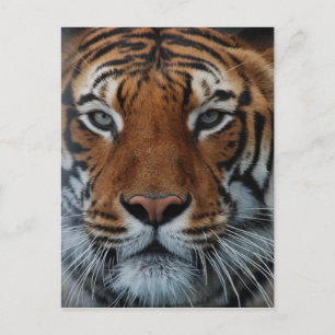 Tiger Cat Stripes Oerwoud Mist Animal Briefkaart