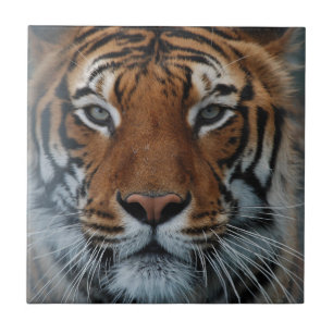 Tiger Cat Stripes Oerwoud Mist Animal Tegeltje