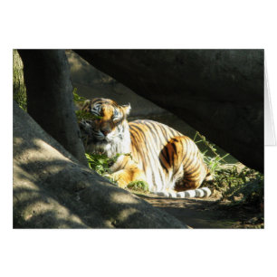 Tiger Catnap
