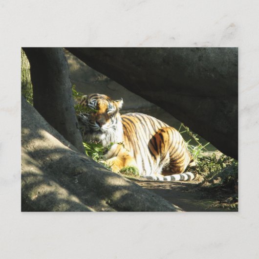 Tiger Catnap Briefkaart (Voorkant)