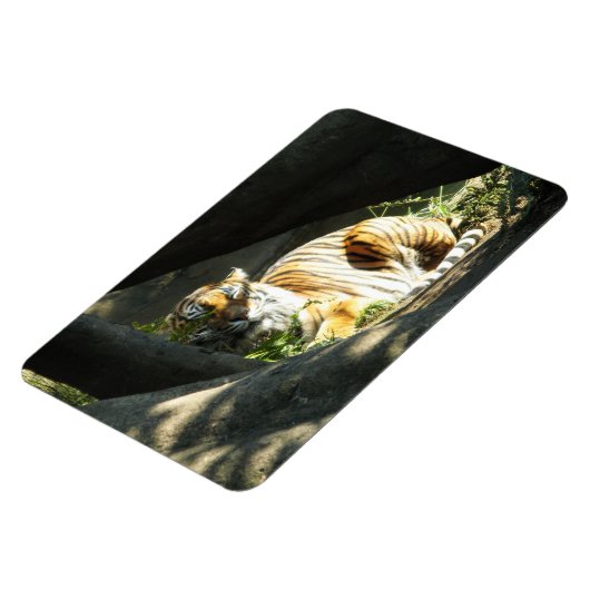 Tiger Catnap Magneet (Linkerzijde)