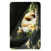 Tiger Catnap Magneet (Verticaal)