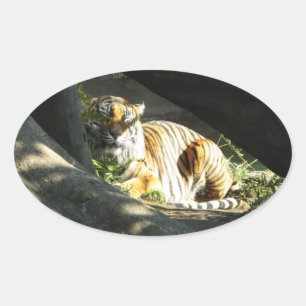 Tiger Catnap Ovale Sticker