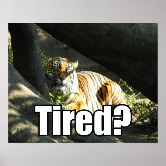 Tiger Catnap Poster (Voorkant)