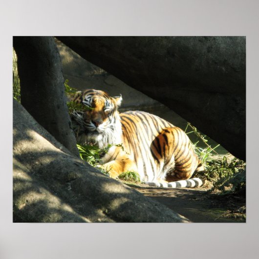 Tiger Catnap Poster (Voorkant)