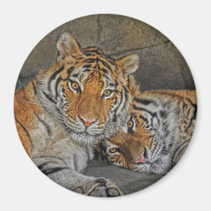 Tiger Cave Magnet Magneet