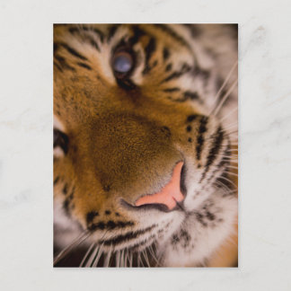 Tiger Close-up Uitzicht Briefkaart