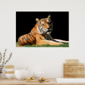 Tiger Closeup Poster (Keuken)