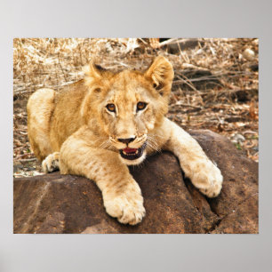 Tiger Cub neemt ademruimte op een rots Poster