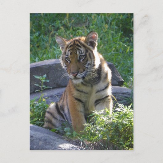 Tiger Cub Portrait Briefkaart (Voorkant)