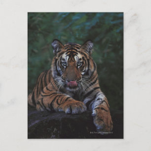 Tiger Cub Reclines on Rock Briefkaart