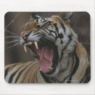 Tiger Cub Yawning Muismat