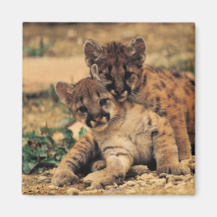 Tiger Cubs magnet Magneet