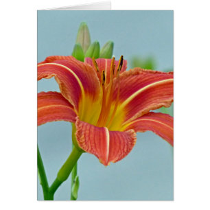 Tiger Daylily