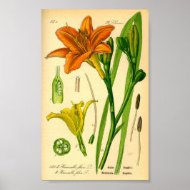 Tiger Daylily (Hemerocallis fulva) Print