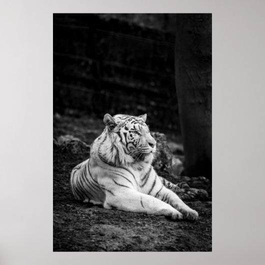 TIGER DENK POSTER (Voorkant)