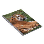 TIger Détendre sur le Carnet d'herbe (Côté Droit)