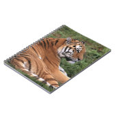 TIger Détendre sur le Carnet d'herbe (Côté gauche)