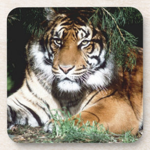 Tiger Enjoying Shade Drankjes Onderzetter