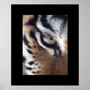 Tiger Eye Poster